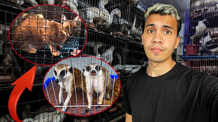 From MEERKATS to FELINES: Live ANIMAL market in Thailand | Chatuchak 🇹🇭