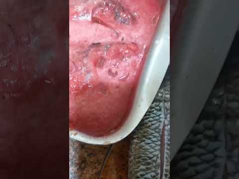 سمك بالصلصه ومقلي ورز باشعريه سلطه خضراء من مطبخ نيته محاسن