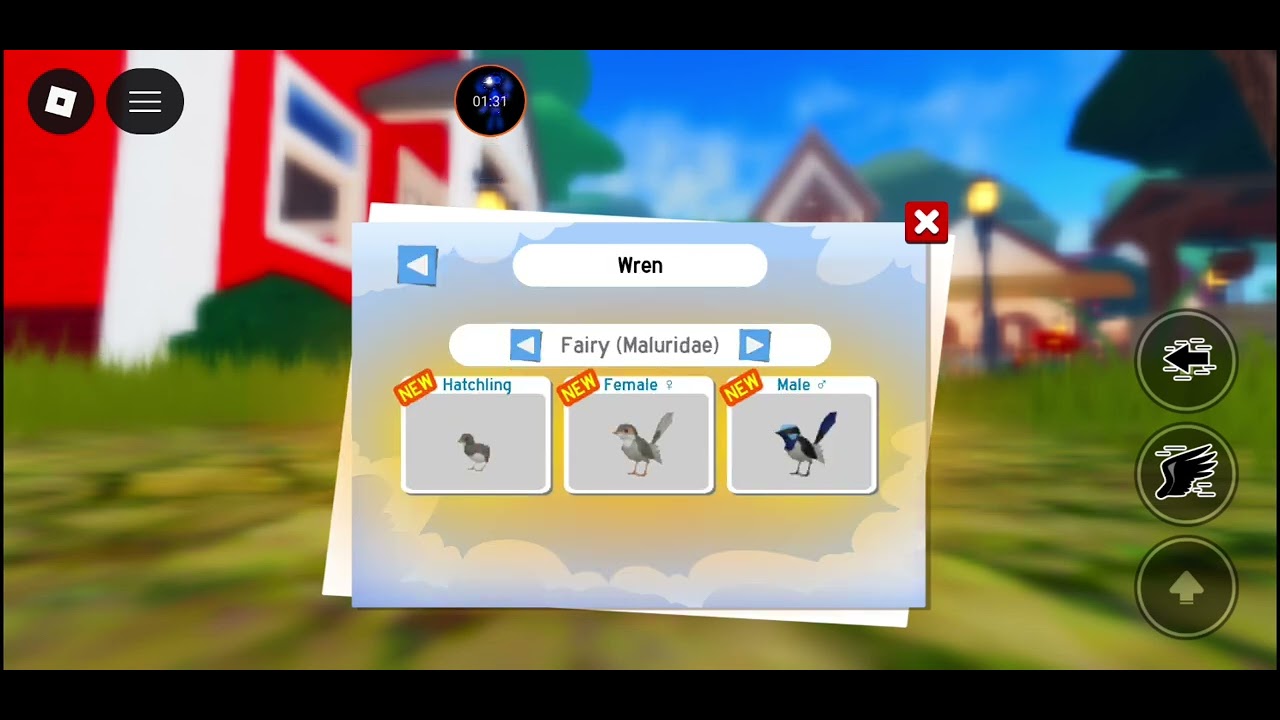 New wren in feather family