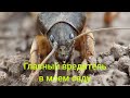 Злостный вредитель в моем саду!!! Медведка.