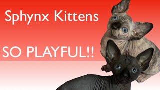 7 week old kittens! by Ari-Gato Cats 202 views 4 months ago 3 minutes, 8 seconds