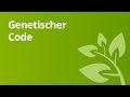 Genetischer Code entschlüsseln: Spannende Einblicke in die experimentelle Genetik 🧬