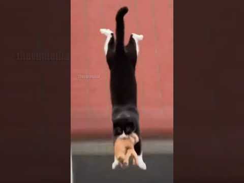 Heroic Mother Cat Leaps From Burning Building To Save Kitten!