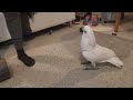 Funny Cockatoo Compilation - feat. Chief The Cockatoo