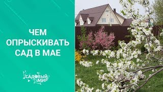 Чем опрыскивать сад в мае