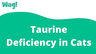 Taurine Deficiency in Cats | Wag! screenshot 4