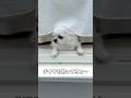チワワを飼って気づいたこと第二弾#あるある #大型犬のいる生活