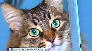 Бездомная кошка спасла подкидыша от гибели. Бездомная кошка спасла подкидыша от гибели.