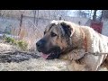 Armenian Gampr - large dog breed