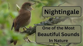 Nightingale - One if the Most Beautiful Sounds in Nature