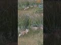 Puma Cola Mocha | Torres del Paine | #wildlife #nature #animals #cat