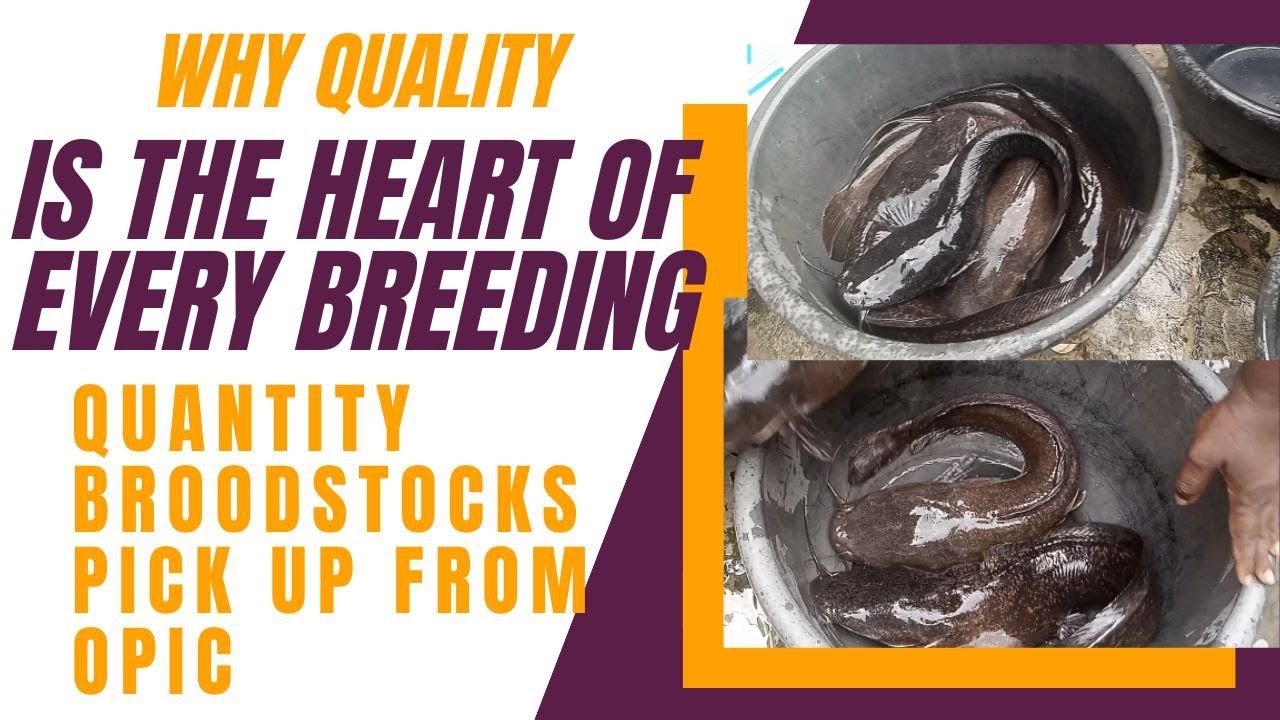 WHY QUALITY IS THE HEART OF EVERY BREEDER QUALITY BROODSTOCKS PICKUP