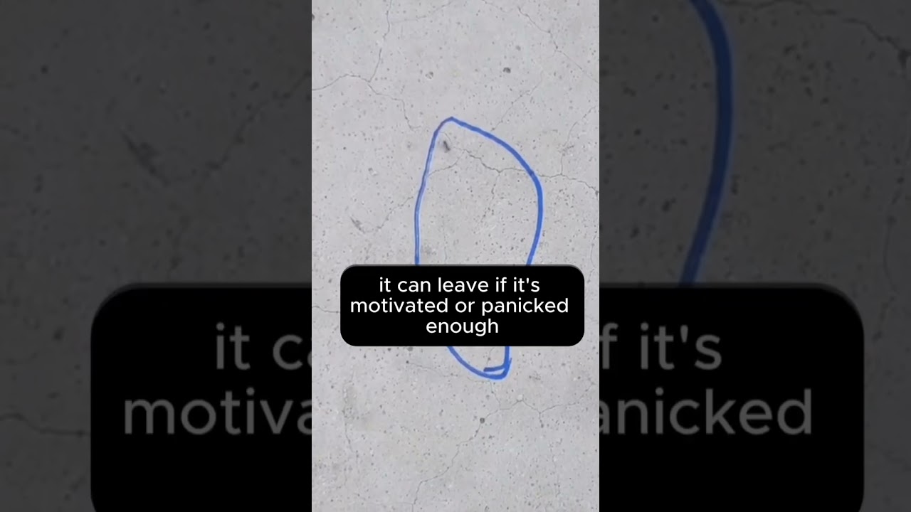 WHY do ANTS get trapped if you draw a circle?