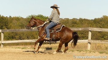 Cool Caddy Cat - mechanical cow, walk, trot, lope, stops! - ValleyViewRanch.net