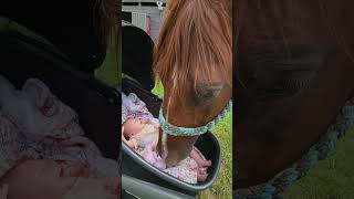 Horse Shares a Gentle Moment with Precious Baby