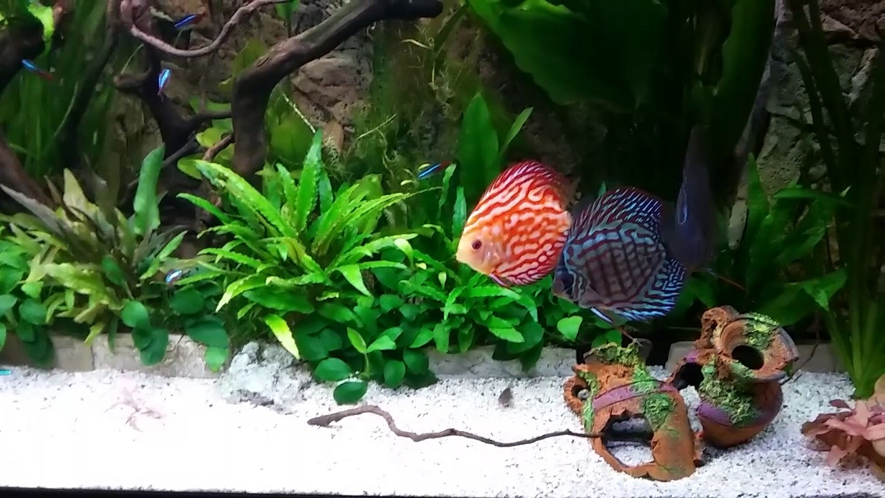Mein Diskus Aquarium 450l YouTube