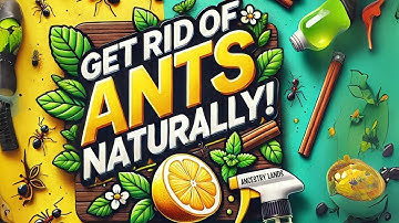 8 Natural Ways to Get Rid of Ants for a Pest-Free Home (No Chemicals!)