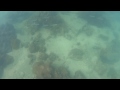 Snorkeling using Sony HDR-AS100VR + MPK-AS3  !!!  So Many Tiny Fishes~!!!