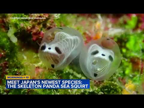 Meet Japan's newest species: The Skeleton Panda Sea Squirt