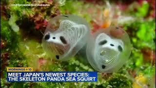 Meet Japan's newest species: The Skeleton Panda Sea Squirt