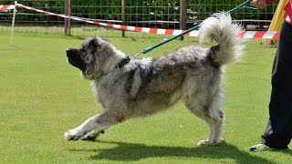 Best of Caucasian shepherd | The Super Power Dogs