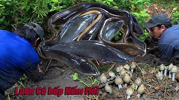 Bắt LƯƠN hấp Nấm Mối " Lai Rai " | Gấc Quê