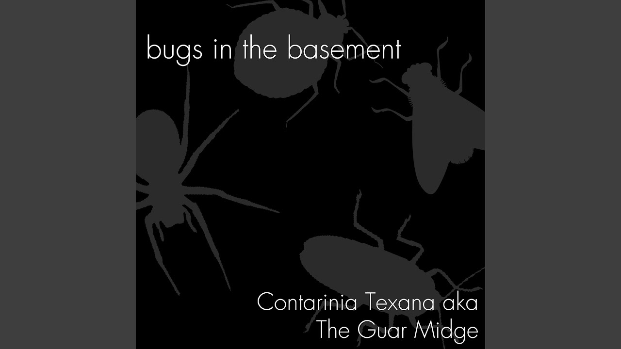 Contarinia Texana aka The Guar Midge