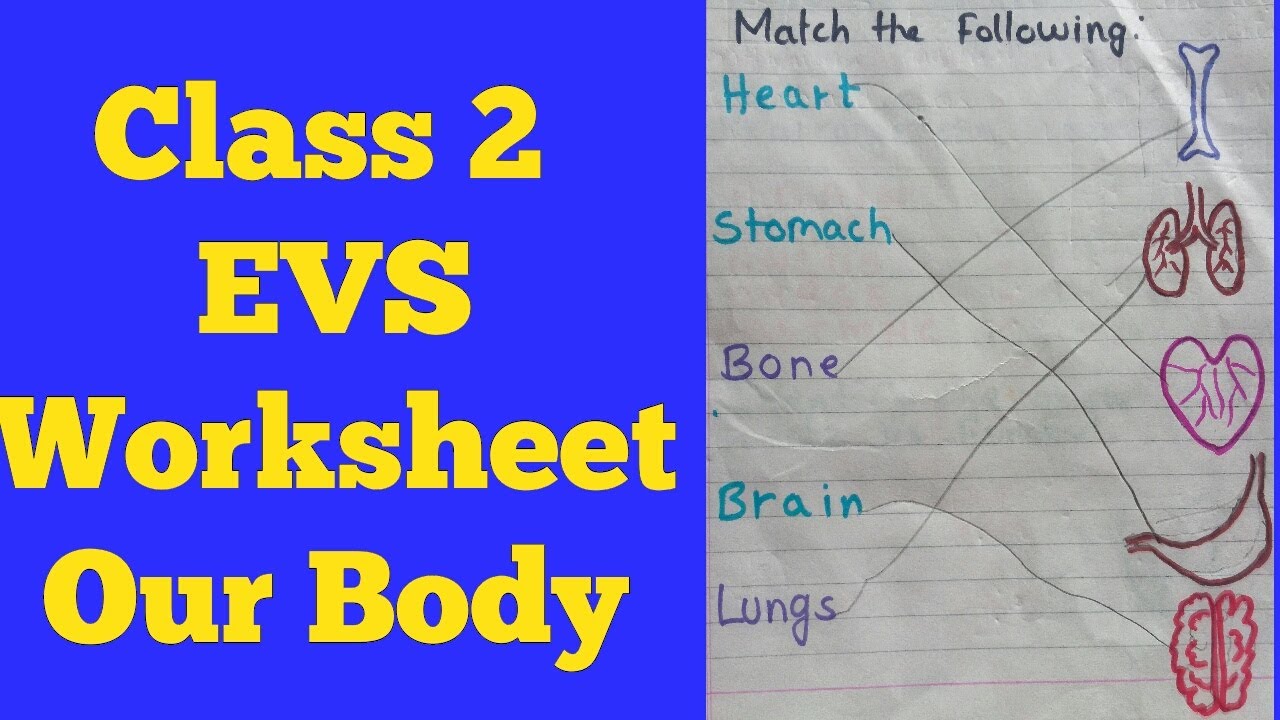 evs class 2 worksheet our body worksheet on our body for class 2 organs inside our body youtube