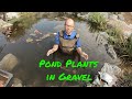 Pond Plants - Can & Will my plants grow in gravel?