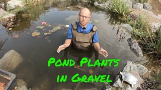 Pond Plants  Can & Will my plants grow in gravel?