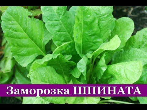 ШПИНАТ на зиму (2 способа) Как заморозить шпинат дома (пошаговый рецепт)