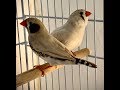 "Zebra Finch" How to breed Zebra FInches step by step.