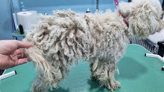 This Neglected Dog Got A New Life After A Groom