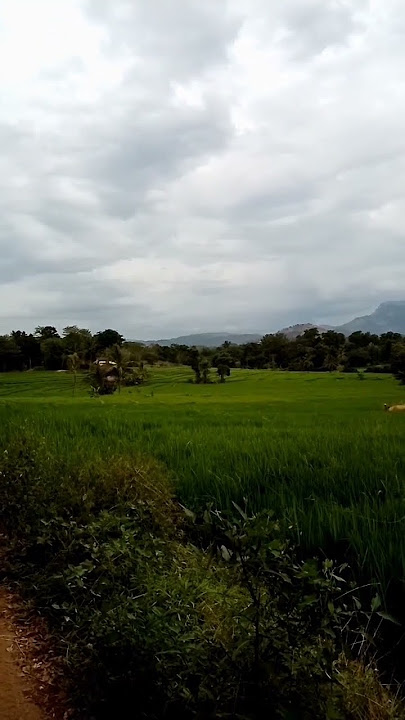 දැක්කද ලංකාවෙ තියෙන ගිනිකන්ද..😜| srilanka 🇱🇰 |@Sobasrilanka95686 #shorts #shortvideos #nature