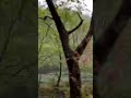雨季开始了Chinese Tea 茶生活 台湾 台湾 茶トラ 手作り Tea 唤饮茶介 雨季开始了Chinese Tea 茶生活 台湾 台湾 茶トラ 手作り Tea 唤饮茶介