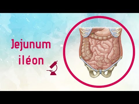 Vidéo: Différence Entre Le Duodénum Et Le Jéjunum