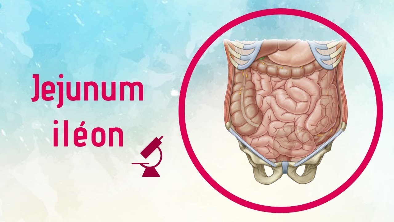 Anatomie du Jejunumiléon (Intestins grêles) YouTube