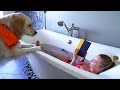 Life with a Golden Retriever の動画、YouTube動画。