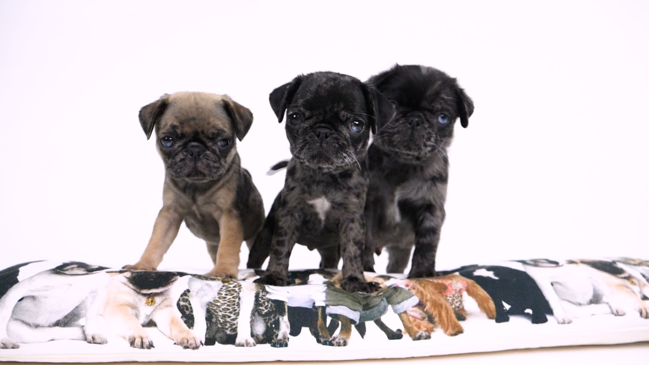 Mars & More Canvas cushion collection YouTube