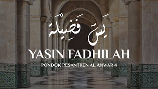 YASIN FADHILAH - PP. AL ANWAR 4 SARANG