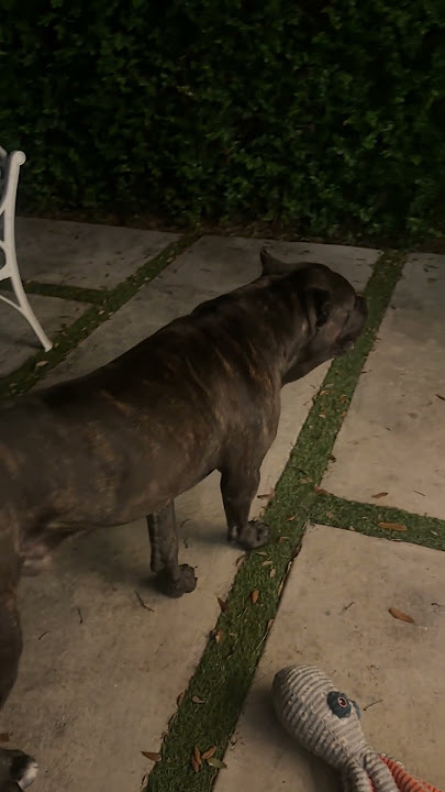 WHEN YOU TELL HIM TO ATTACK… 😤🤬 #canecorso #trending #protection #shorts