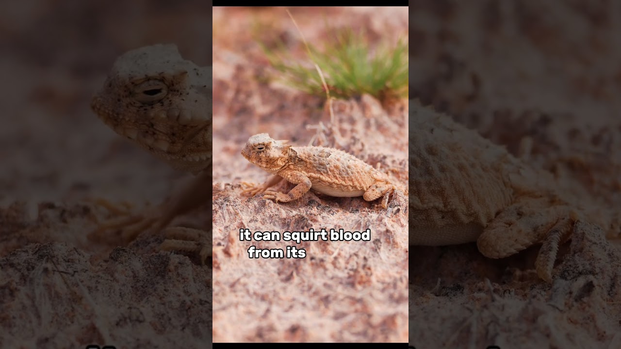 Wildlife warriors: watch these animals in action with epic self-defense moves! 🦁🐍 