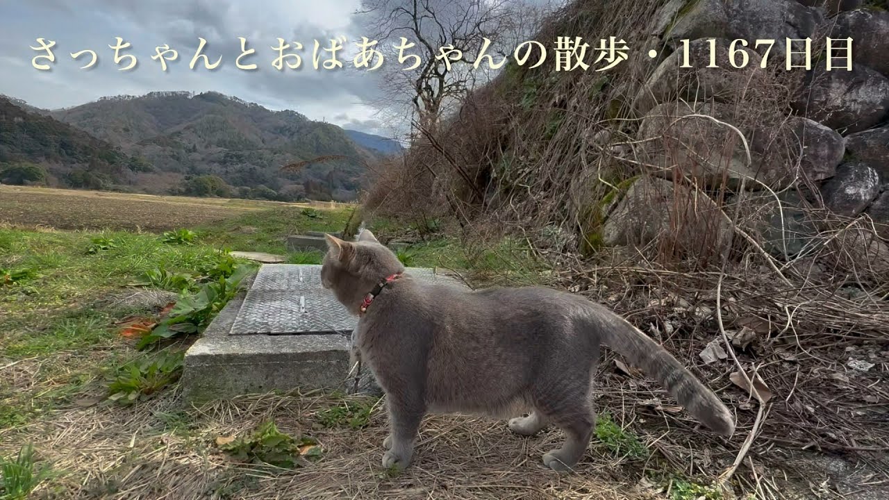 2026.2.27(金)《一日の記録》二月の終わり..  春の声を訊いて..  走ってゆく猫…【さっちゃんとおばあちゃんの散歩・1167日目】・・・