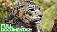 The Intriguing World of Animal Mimicry ile ilgili video