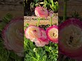 #garden #flowers #flower