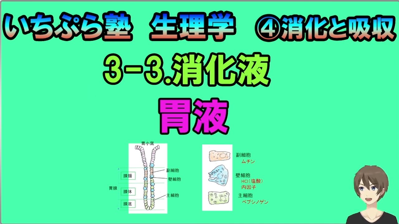化学的消化は機械的消化とどう違うのですか?