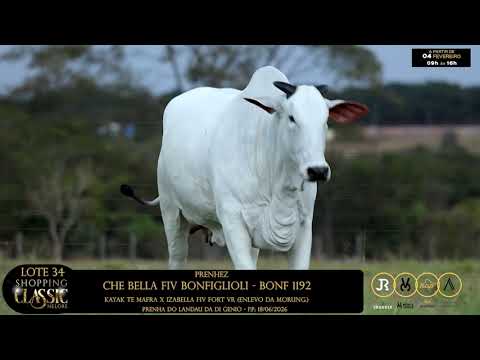 LOTE 34   CHE BELLA FIV BONFIGLIOLI