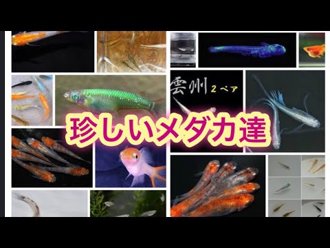 美しい芸術的なメダカを紹介します 種類は豊富 Youtube