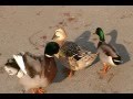 Two Male Mallard Ducks chasing each other