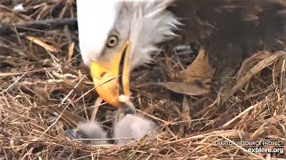 Decorah North ~ 2nd eaglet ~ DN14 hatches ~ 3-27-2021